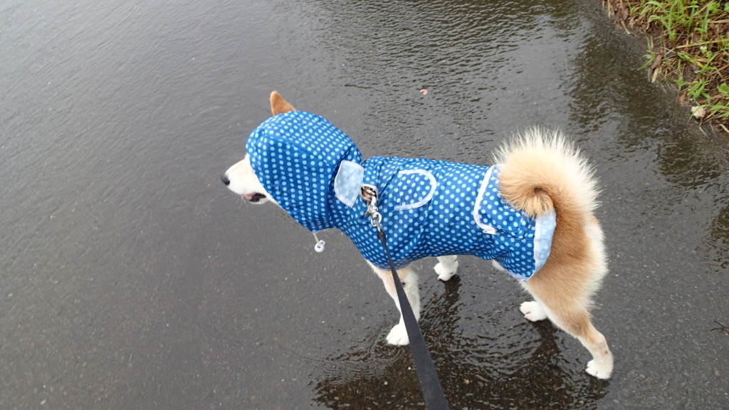 頭もすっぽり、時々ですが...