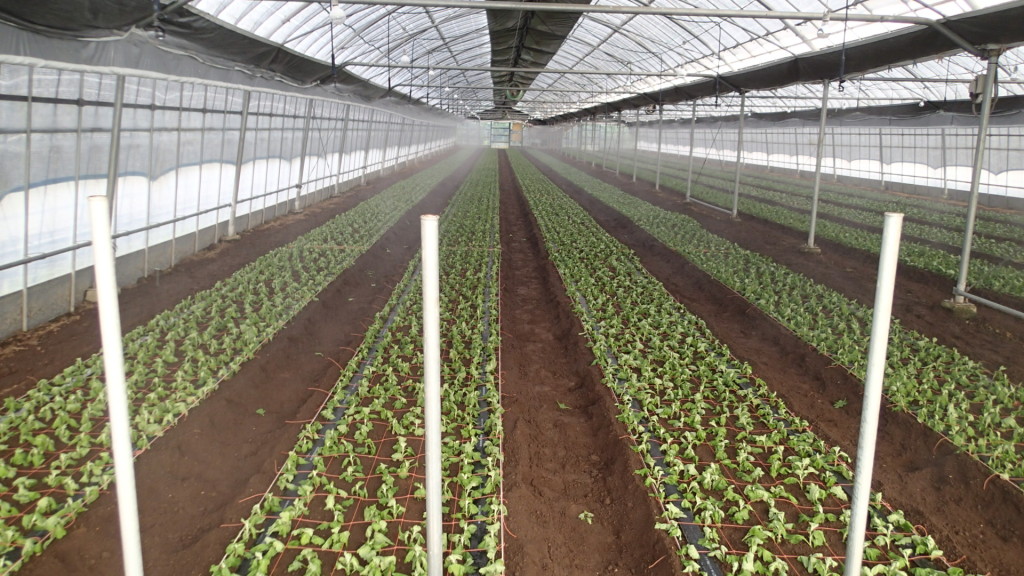 今回はマルチなしです。