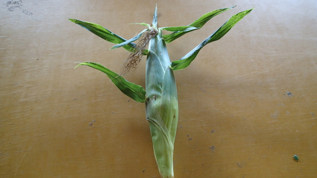 もういんじゃないって家内が収穫