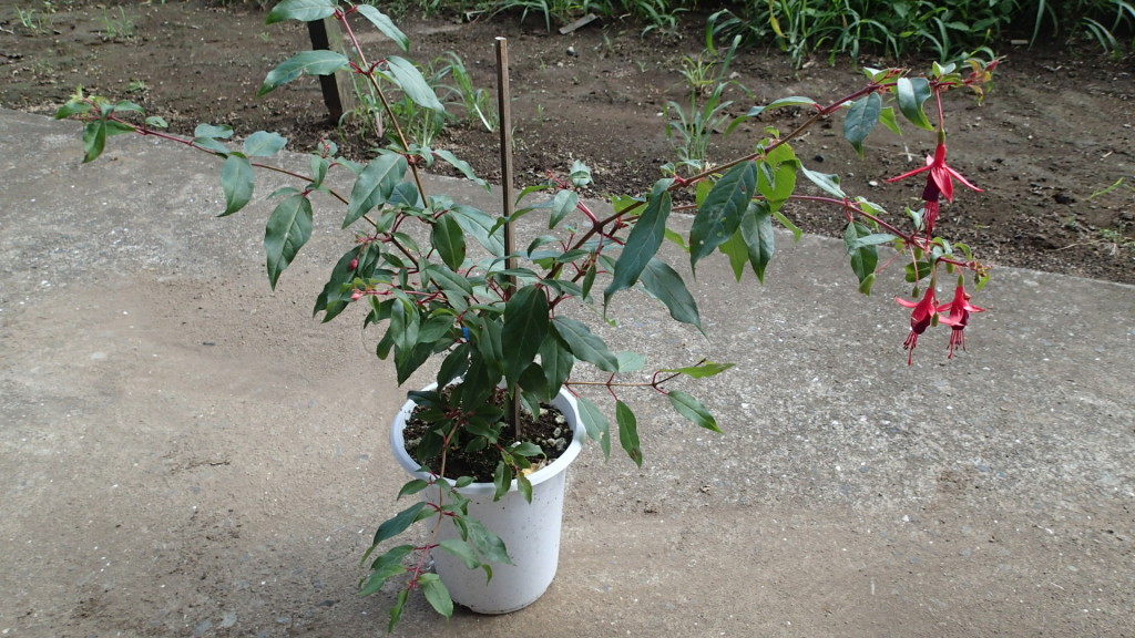 頂きました。名前は知りません。