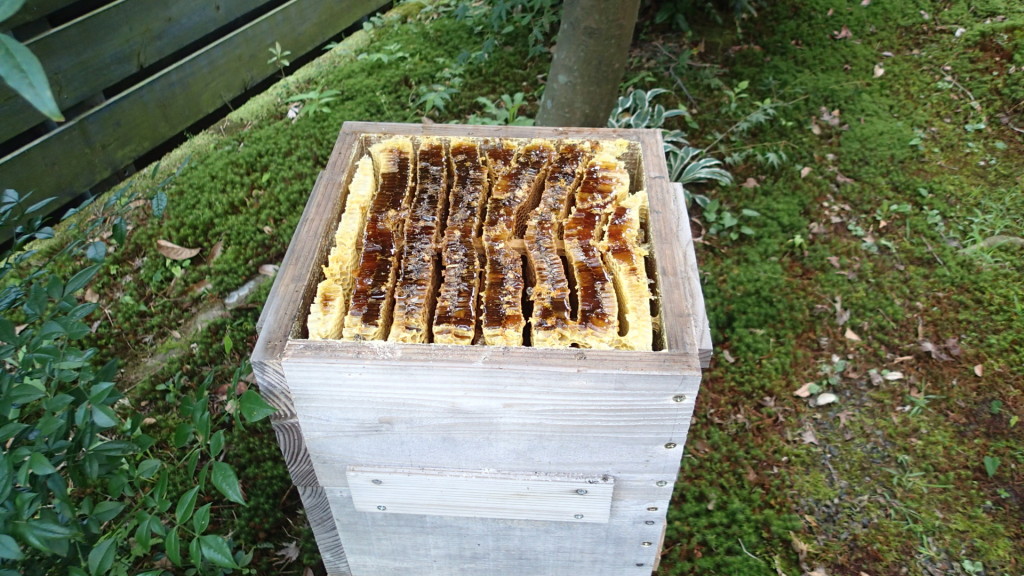 今年も採蜜が始まりました。