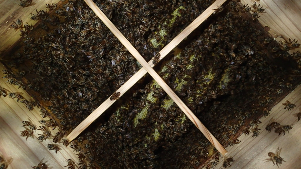 時騒ぎしていたので覗いたら、こんな感じでした。本文とは関係ありません。