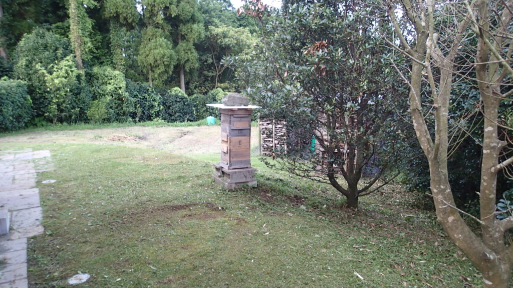 巣箱がよい場所に設置してあるように見えます。