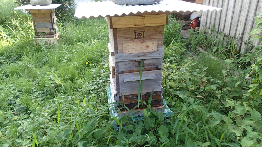 草はそれほどでもなかった。