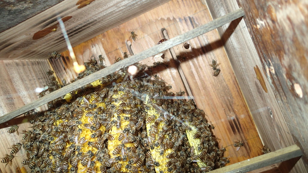 クモ？これはもう一度行って点検します。