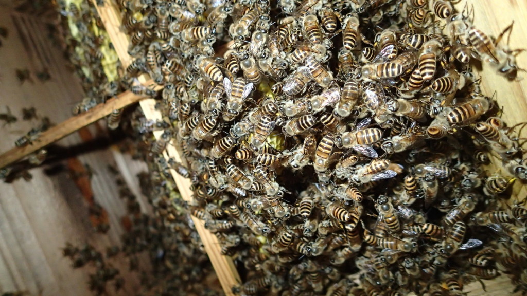 片寄っているけど、元気そうです。