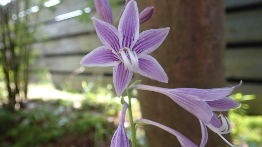 今、家の庭に咲いている花