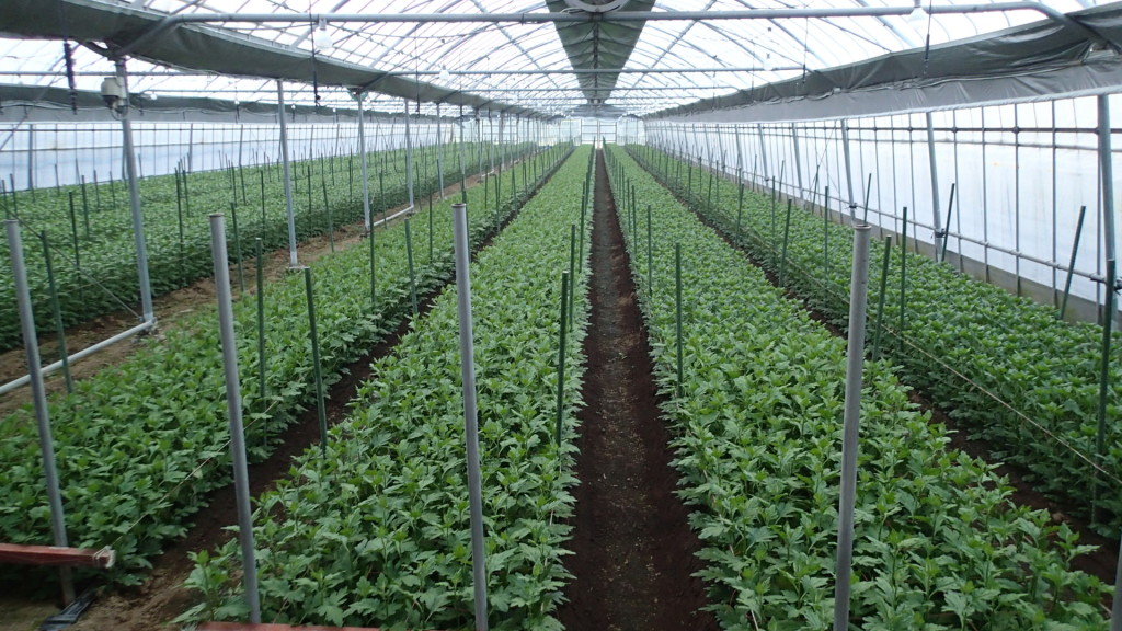 ひと月前に定植したハウス、もうすぐ消灯します。