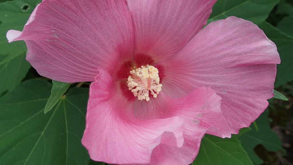 第二蜂場にて撮影