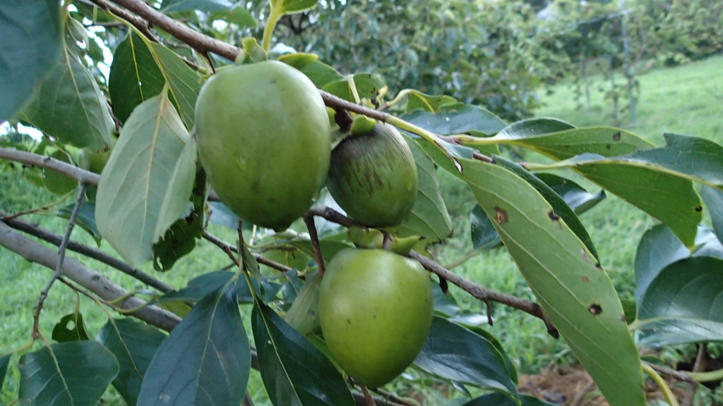渋柿、富有柿はダメでした。