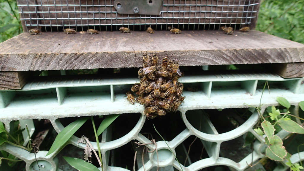 みつばちの戦い