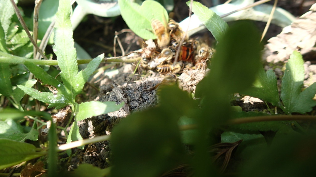 落ちていました。中にアカ蜂がいます。