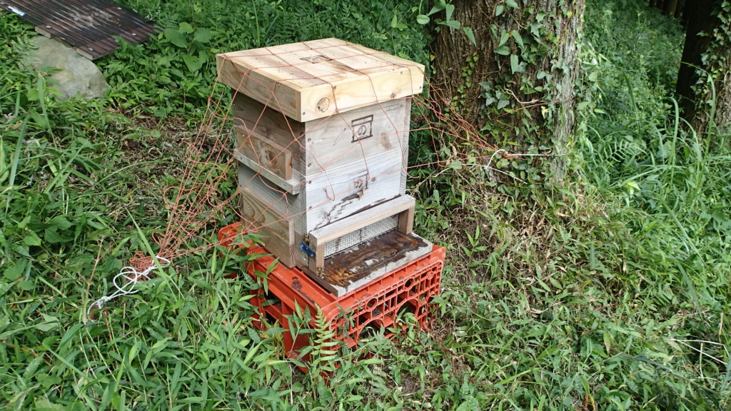 今年の入居ちょっと弱小群！