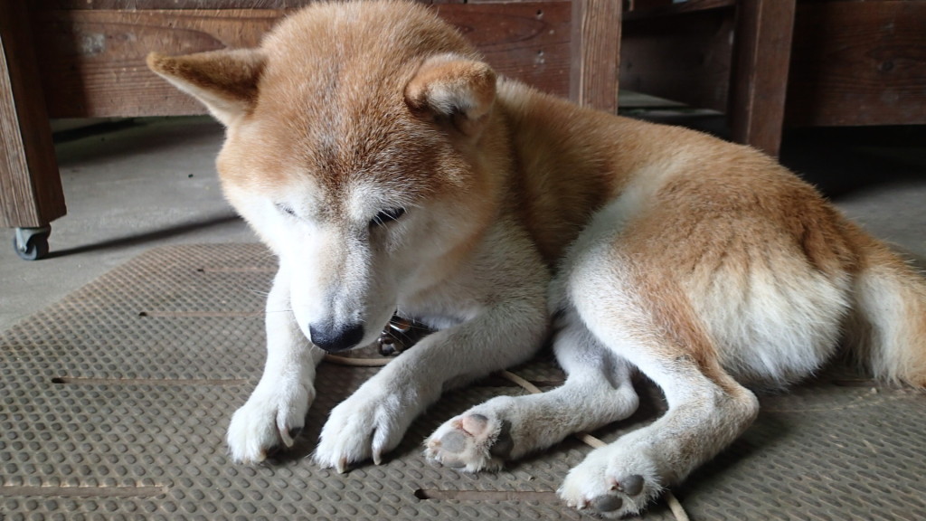 写真撮るよって言ったら下を向いてしまいました。