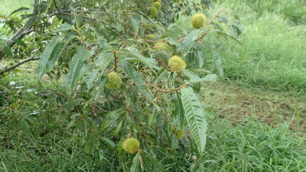 もう少ししたら落ちます。