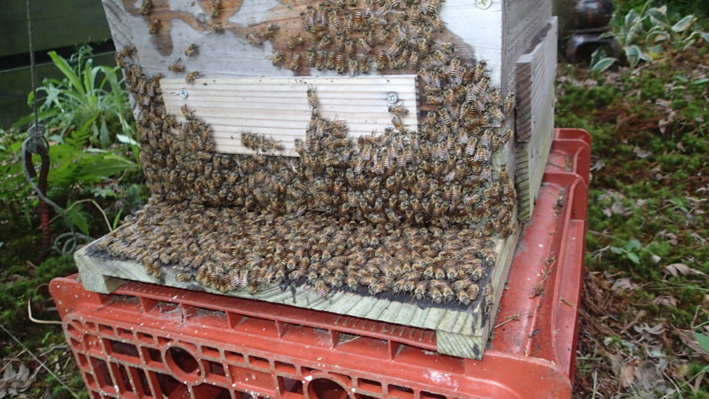 もしや蜂さんいっぱい？