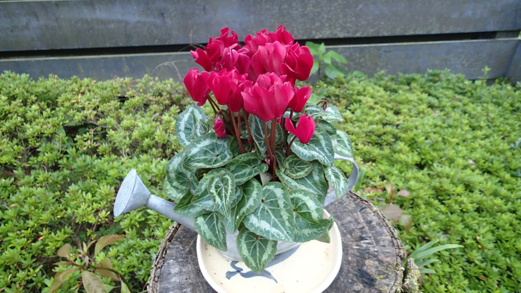 アプローチ入口に飾ってあります。