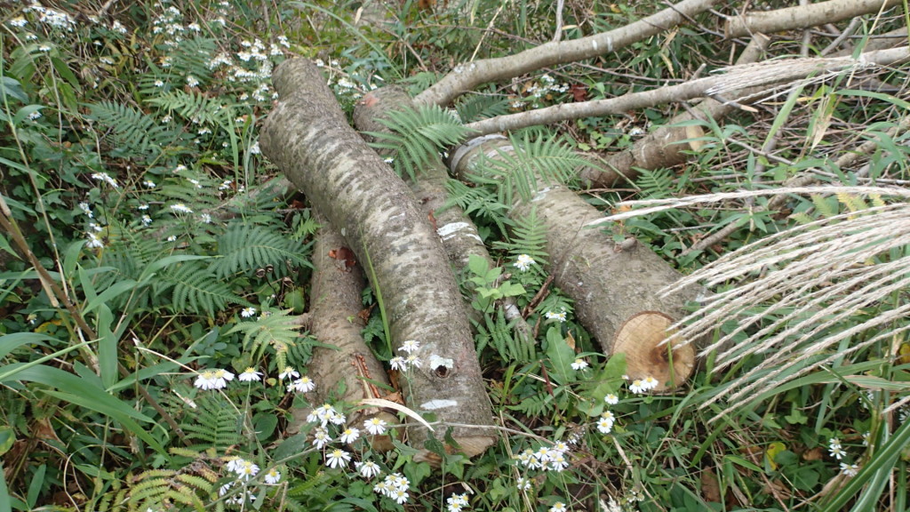 もったいないのでもらいます。