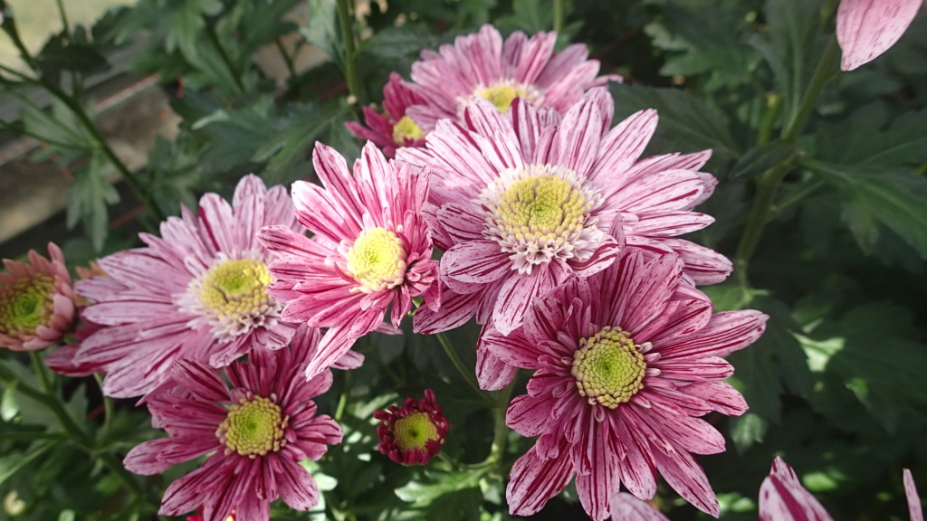 こんなんは売れないそうです。