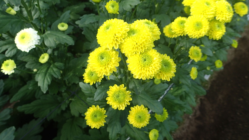 イエローフェリー、来年から我が家でも作ります。