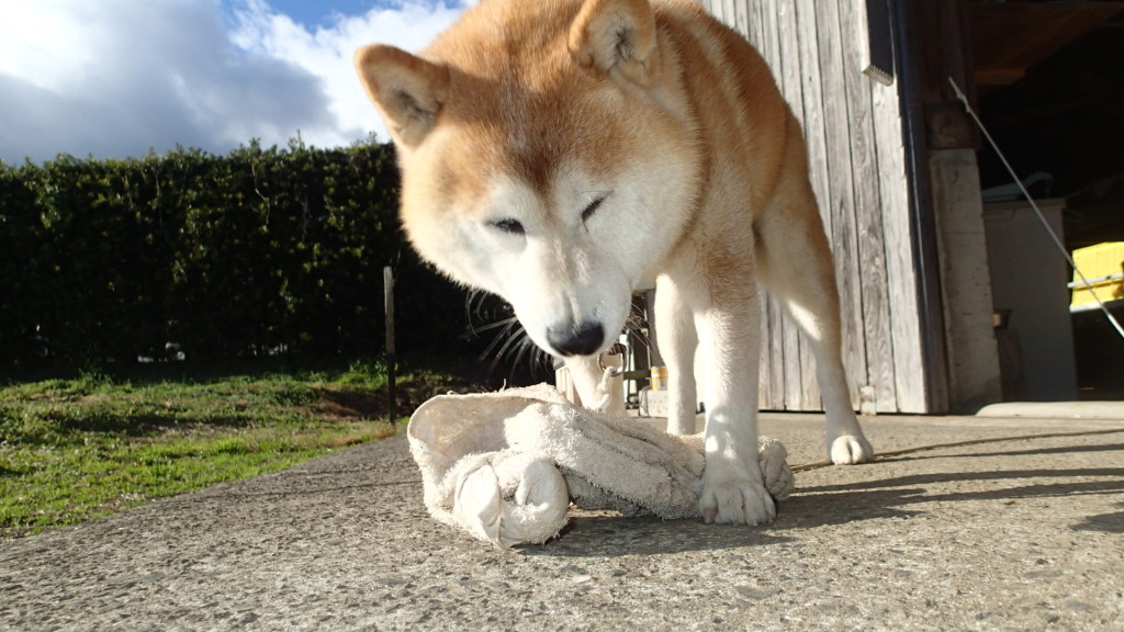 とにかく、遊んでほしい。