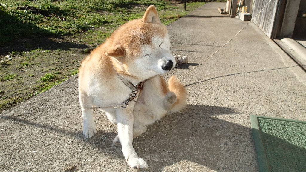 時々、代わりにゴシゴシしてあげます。