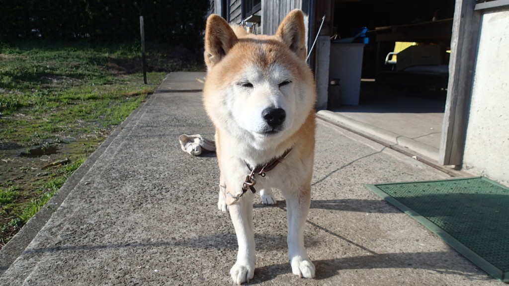 お迎えをしてくれるタローです。