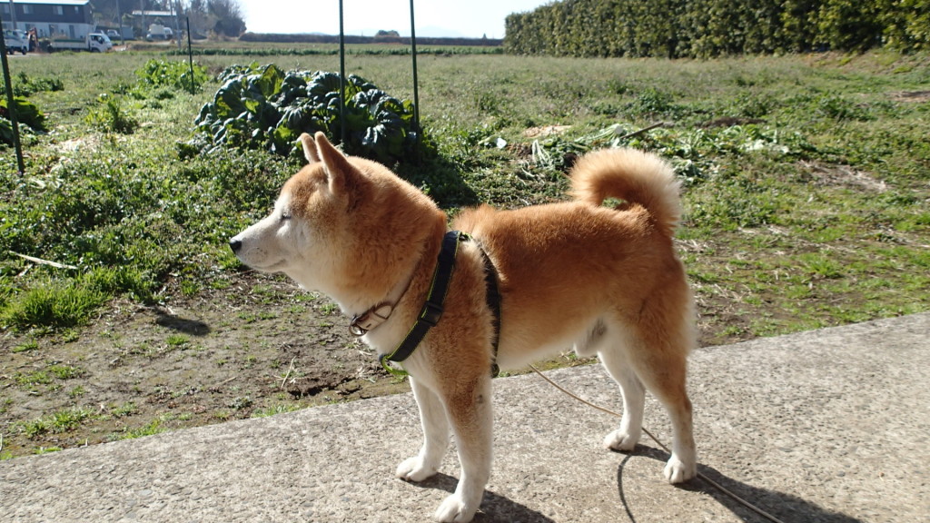 一人と愛犬が生き残るのがいいです。