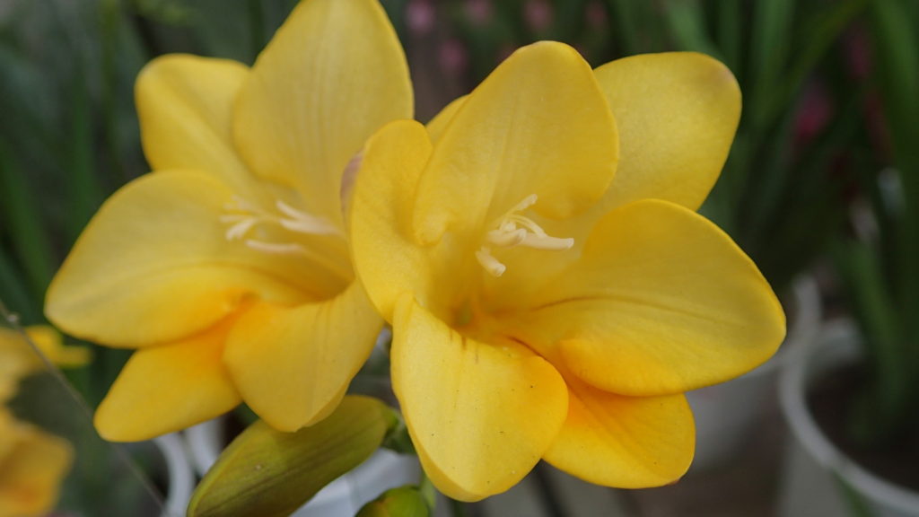 ゆっくりと花を愛でましょう！