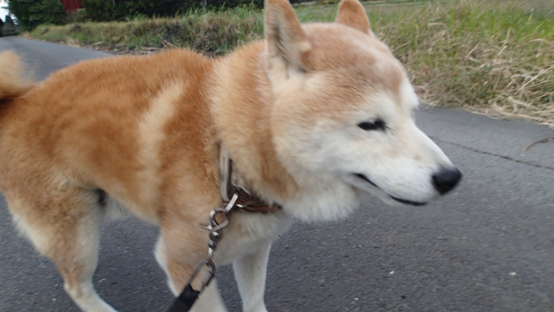 柴犬タロー15歳になる 毎日のんびーブログ