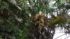 シュロの木　栗の花